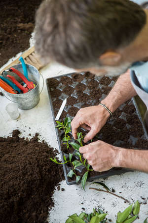 Senior gardener making cuttingsの写真素材