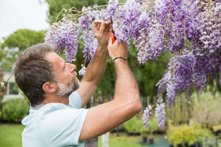 Attractive senior man working in a garden