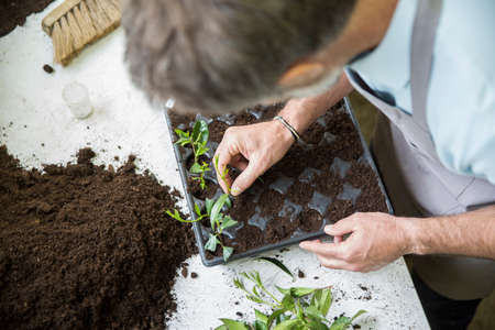 Senior gardener making cuttingsの写真素材