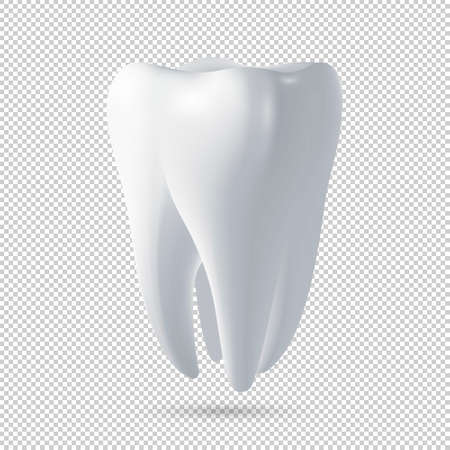 Realistic vector human tooth icon. Design template.のイラスト素材