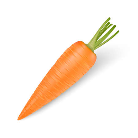 Realistic vector carrot icon isolated on white background. Design template.のイラスト素材