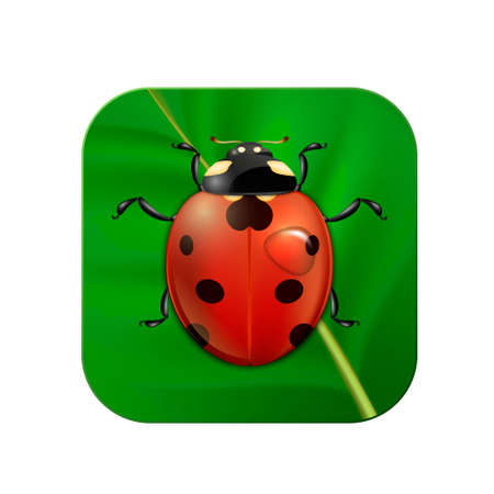Vector close-up realistic icon with ladybug on leaf.のイラスト素材