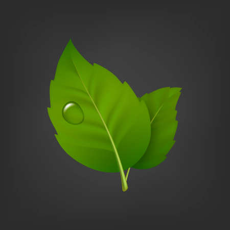Vector pattern with green leaf pair and drop of dew. Realistic icon, design template in EPS10.のイラスト素材