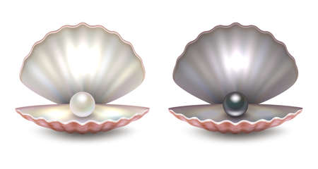 Vector realistic 3d beautiful natural opened pearl shell with pearls inside - white and black color - icon set close-up isolated on white background.のイラスト素材