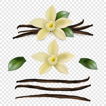 Vector 3d Realistic Sweet Scented Fresh Vanilla Flower with Dried Seed Pods and Leaves Set Closeup Isolated on Transparent Background. Distinctive Flavoring, Culinary Concept. Front Viewのイラスト素材