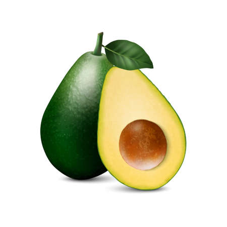 Vector 3d Realistic Whole and Half Avocado with Seed and Leaf Closeup Isolated on Whiteのイラスト素材