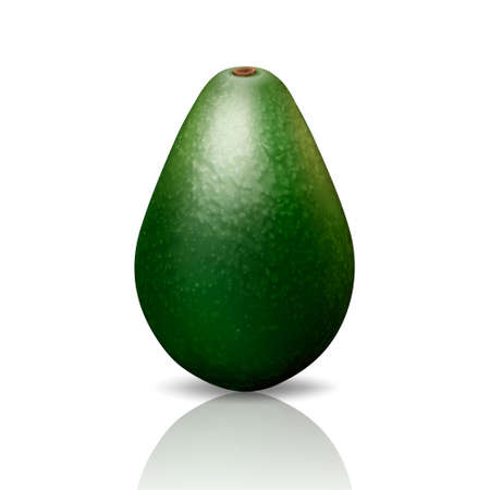 Vector 3d Realistic Whole Avocado Closeup Isolated on Whiteのイラスト素材
