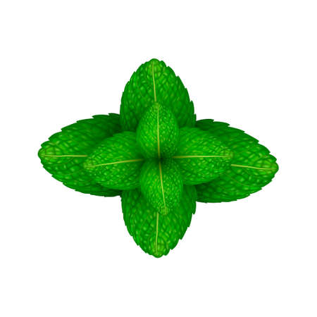 Vector 3d Realistic Green Fresh Mint Leaves Closeup Isolated on White Background. Design Template. Top Viewのイラスト素材