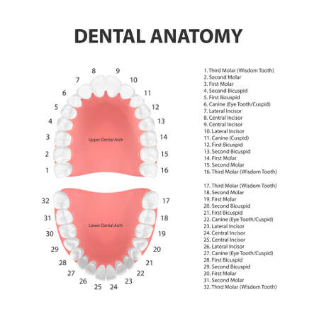 Vector 3d Realistic Teeth, Upper, Lower Adult Jaw, Top View. Anatomy Concept. Orthodontist Human Teeth Scheme. Medical Oral Health. Design Template of Prosthetics, Periodontal Disease Gums, Veneersのイラスト素材