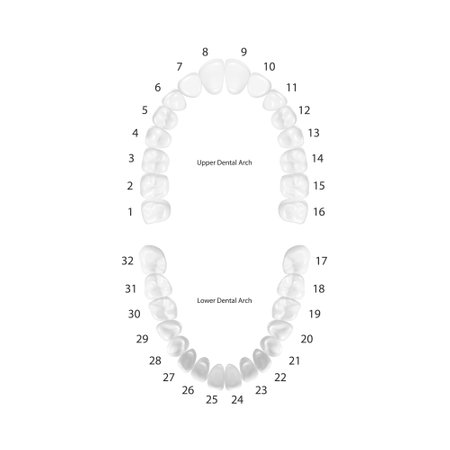 Vector 3d Realistic Teeth, Upper, Lower Adult Jaw, Top View. Anatomy Concept. Orthodontist Human Teeth Scheme Isolated. Medical Oral Health. Design Template of Prosthetics, Veneersのイラスト素材