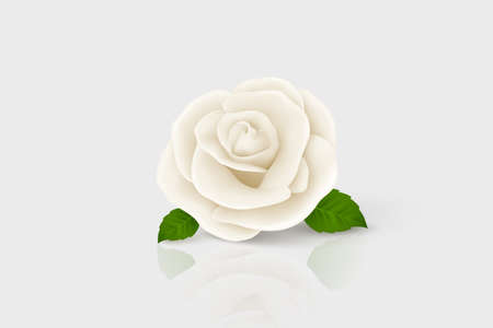 Vector 3d Realistic White Flower Rose Closeup Isolated on White. Rose Bud Design Template. Background with Decorative Rose. Design Template of Rose Flower, Clipartのイラスト素材