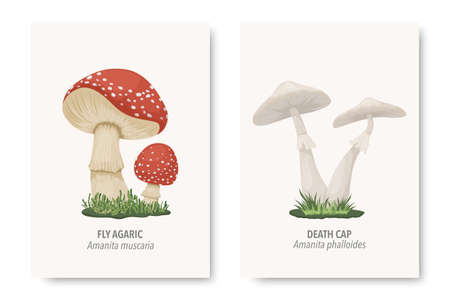 Vector Poisonous Inedible Mushrooms. Hand Drawn Cartoon Mushroom Set. Different Mushrooms Isolated on White.のイラスト素材