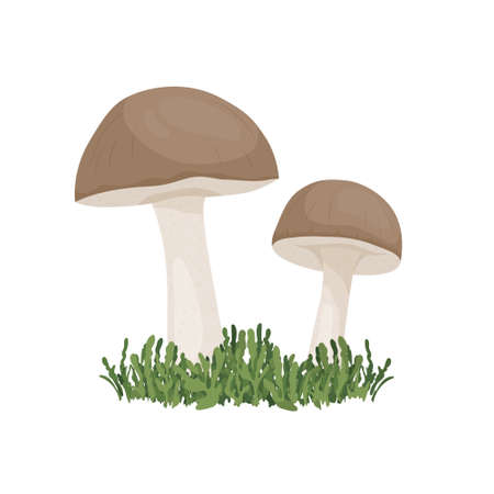 Vector Birch Mushroom Isolated on White. Hand Drawn Cartoon Birch, Porcini Mushrooms. Design Template, Clipart. Leccinum Scabrum, Penny Bun. Mushroom Coupleのイラスト素材