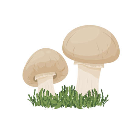 Vector Champignon Mushroom Set Isolated on White. Hand Drawn Cartoon Champignon Mushrooms. Design Template, Clipart. Mushroom Coupleのイラスト素材