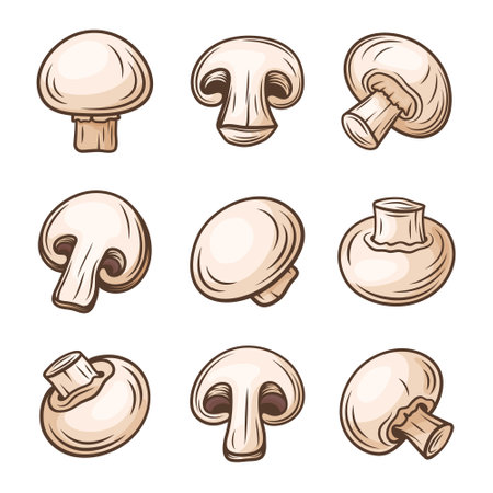 Vector Hand Drawn White Champignon Mushroom Set. Cartoon Champignon Mushrooms with Outline. Design Template, Clipart. Agaricus Campestrisのイラスト素材