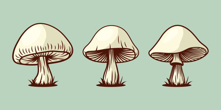 Vector Hand Drawn Mushroom With Outline Icon Set Isolated. White Pale Grebe, Fly Agaric Scetch, Doodle, Linear Sign Collection. Magic Mushroom Symbol, Design Template. Vector illustrationのイラスト素材