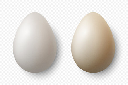 Vector 3d Realistic White Chicken Eggs Closeup Isolated. Textured Chicken Egg Set. Vector Different Color Whole Eggs. Egg in Front, Top Viewのイラスト素材