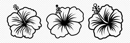 Vector Monochrome Outline Ink Hibiscus. Chinese Rose Set. Floral Design Elements. Hibiscus Flower Linear Black and White Icon, Tattoo. Hibiscus Flowers Isolatedのイラスト素材
