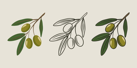 Flat Vector Olive Branch with Green Olives Set. Cartoon Hand Drawn Olive Tree Branch with Outlineのイラスト素材
