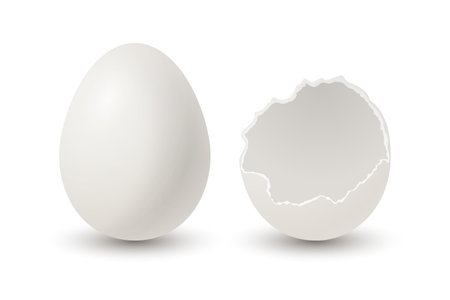 Vector 3d Realistic White Chicken Eggs. Broken Chicken Egg, Cracked Two Parts, Opened Crack Raw Chicken Egg With Yolk Closeup Isolated. Vector Eggs Isolated. Half Egg in Front Viewのイラスト素材