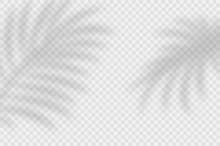 Vector Transparent Shadow Effects. Tropical Leaves, Palm Leaves Shadow Overlay Background. Shadow Overlays on Transparent Background. Palm Leaf Shadowのイラスト素材