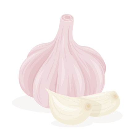 Vector Hand Drawn Garlic Bulb and Cloves Closeup, Isolated. Vegetable Vector Illustration. Whole Garlic Head and Peeled Garlic Cloves in Flat Style. Seasoning Spice and Food Design Elementのイラスト素材