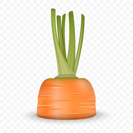 Realistic Vector Carrot Partially Emerging from the Soil. Detailed Carrot with Visible Green Tops and Root Still Embedded in the Ground, Isolated. Food and Agricultural Conceptのイラスト素材