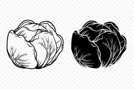 Vector Flat Cartoon Style Black and White Cabbage Set. Detailed Cabbage Head Illustration in Line Art and Solid Silhouette Styles. Monochrome Vegetable Icons. Black and White Cabbage Illustrationsのイラスト素材