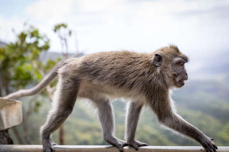 Monkey at Mauritiusのeditorial素材
