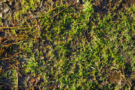 Green grass flooring that serves as texture or wallpaperの写真素材