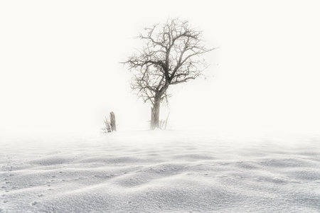 lonely tree in a field of snow and fog. Wallpaper in white tone and with a mystical look.の写真素材