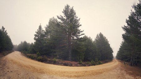 Beautiful colorful forest landscape in autumn seasonの写真素材