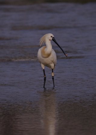 a beautiful bright bird, a male finch sits on a branch in a spring blooming cherry orchardの写真素材