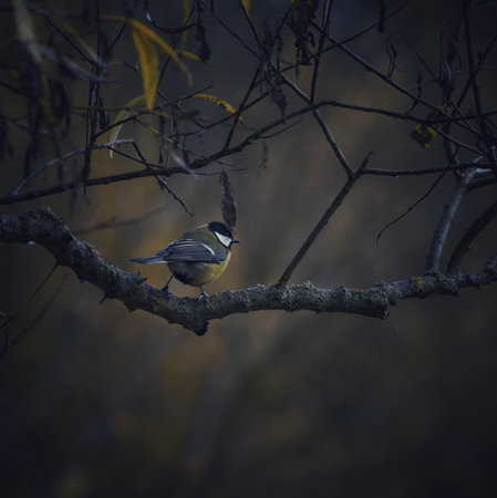 a beautiful bird, a male finch sits on a branch in a spring blooming cherry orchard and singsの写真素材