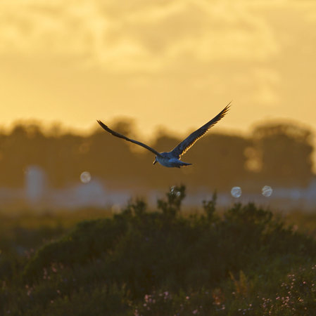 a beautiful bright bird, a male finch sits on a branch in a spring blooming cherry orchardの写真素材
