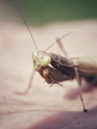 a beautiful bright bird, a male finch sits on a branch in a spring blooming cherry orchardの写真素材