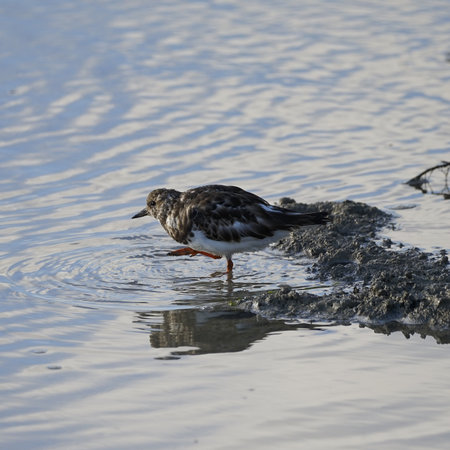 a beautiful bright bird, a male finch sits on a branch in a spring blooming cherry orchardの写真素材