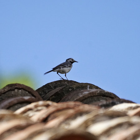 a male finch sits on a branch in a spring blooming cherry orchard and sings loudlyの写真素材