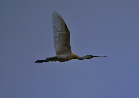 a beautiful bright bird, a male finch sits on a branch in a spring blooming cherry orchardの写真素材