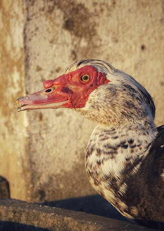 a beautiful bright bird, a male finch sits on a branch in a spring blooming cherry orchardの写真素材