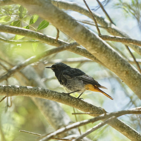 a beautiful bright bird, a male finch sits on a branch in a spring blooming cherry orchardの写真素材