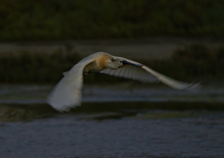 a beautiful bright bird, a male finch sits on a branch in a spring blooming cherry orchardの写真素材