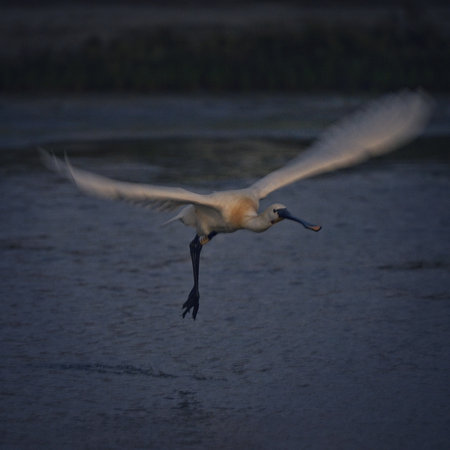 a bright bird, a male finch sits on a branch in a spring blooming cherry orchard and singsの写真素材