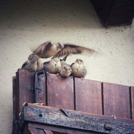 a beautiful bright bird, a male finch sits on a branch in a spring blooming cherry orchardの写真素材
