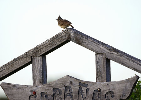 a beautiful bright bird, a male finch sits on a branch in a spring blooming cherry orchardの写真素材