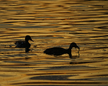 a beautiful bright bird, a male finch sits on a branch in a spring blooming cherry orchardの写真素材