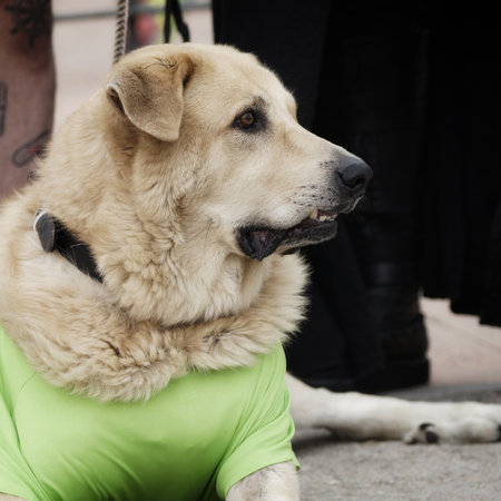 cute young greyhound dog portrait outdoors with purple blooming flowersの写真素材