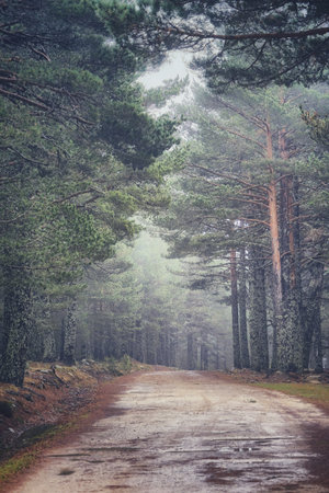 Beautiful colorful forest landscape in autumn seasonの写真素材