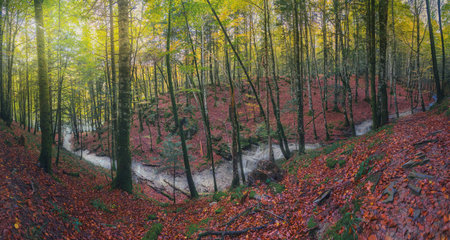 Beautiful colorful forest landscape in autumn seasonの写真素材