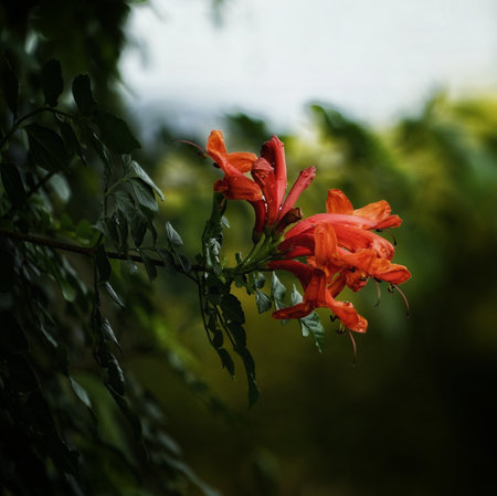 Close-up of blooming flowers with soft lavender petals and blurred background, captured in natural light to highlight floral texture, color gradients, and natural elegance.の写真素材